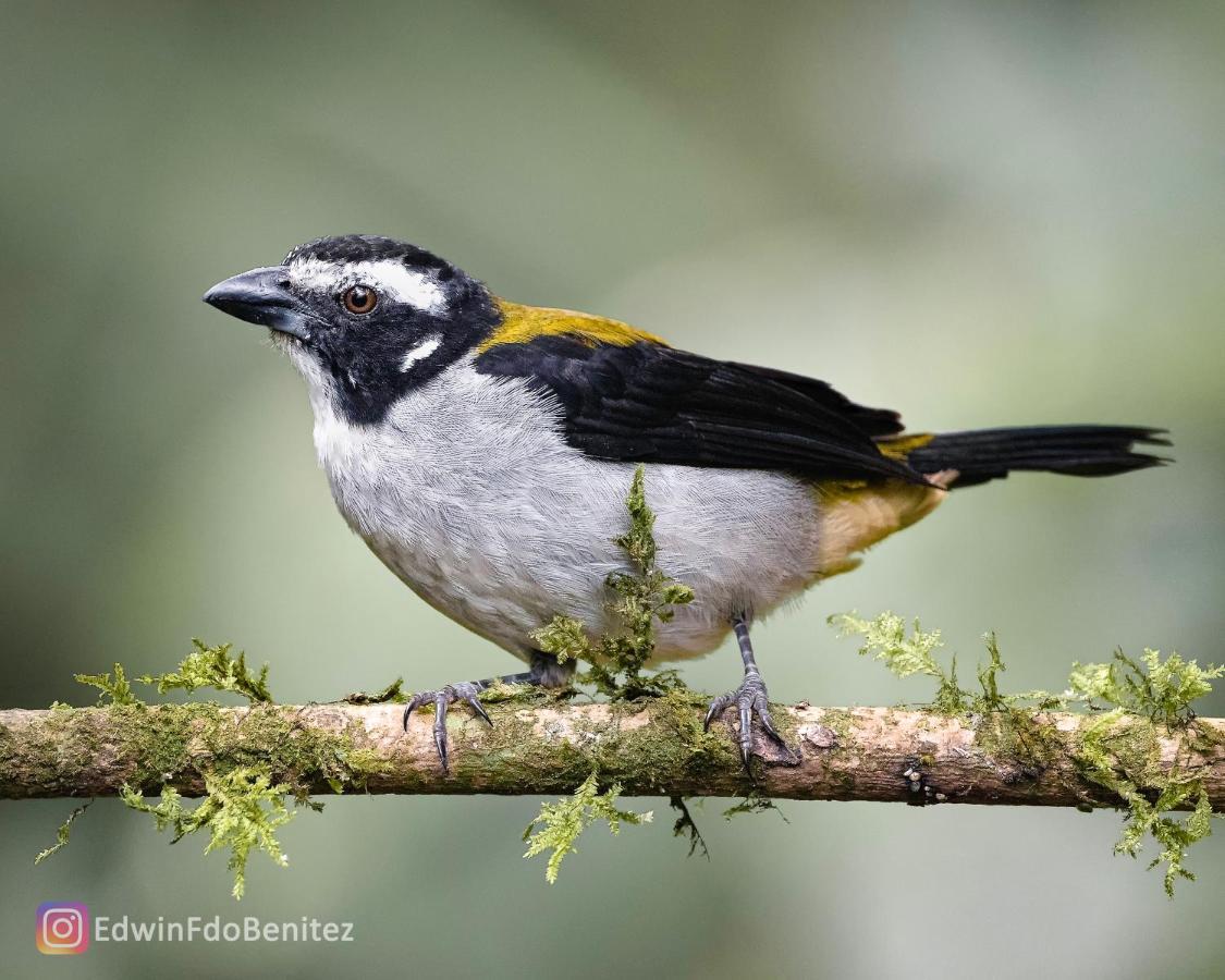 Bosque De Niebla Birding & Nature Cali Buitenkant foto