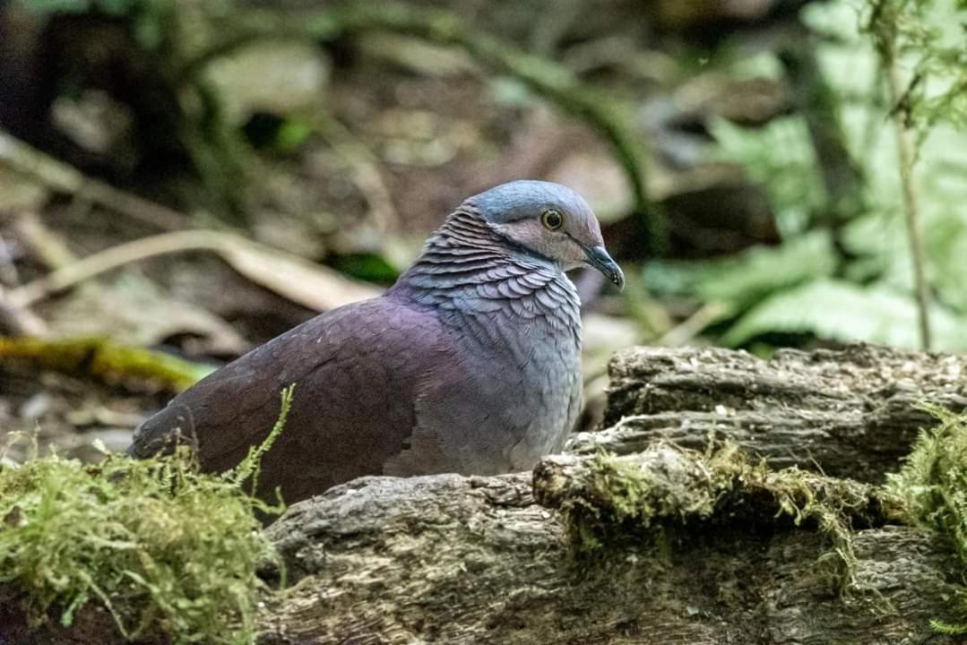 Bosque De Niebla Birding & Nature Cali Buitenkant foto