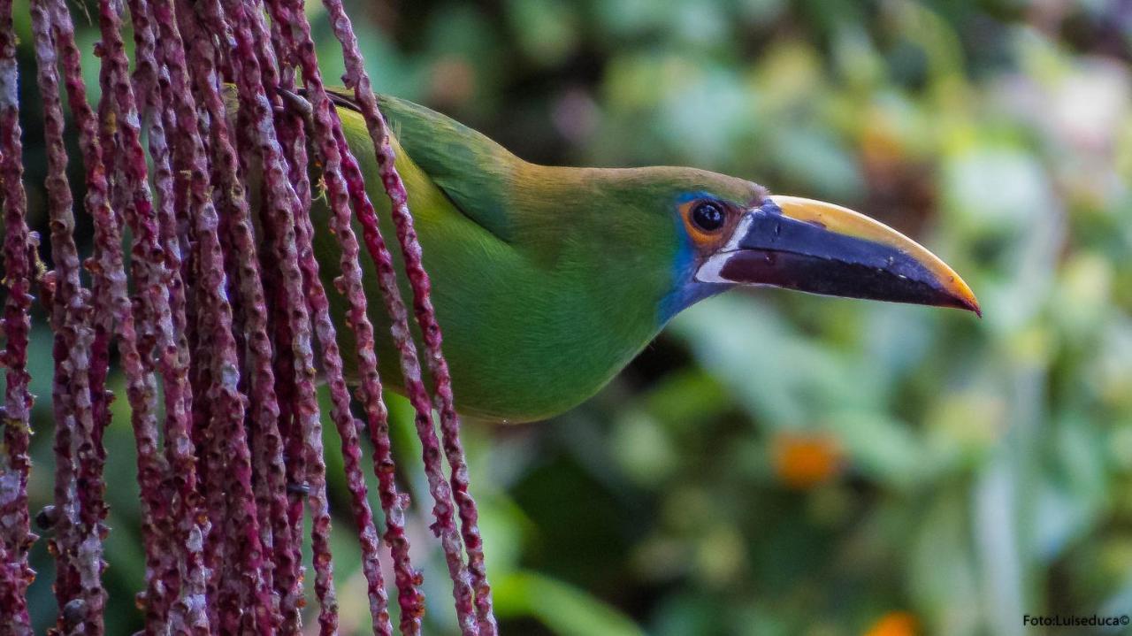 Bosque De Niebla Birding & Nature Cali Buitenkant foto