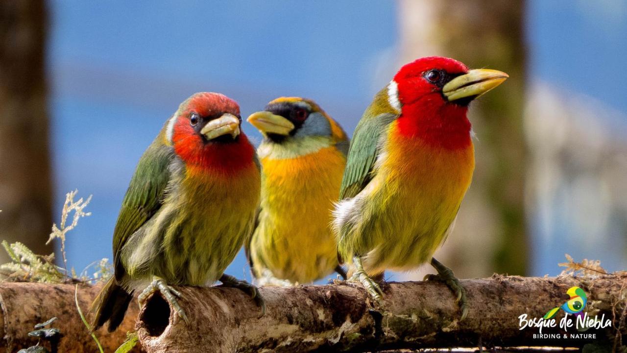 Bosque De Niebla Birding & Nature Cali Buitenkant foto