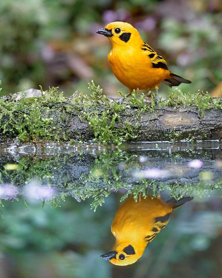 Bosque De Niebla Birding & Nature Cali Buitenkant foto
