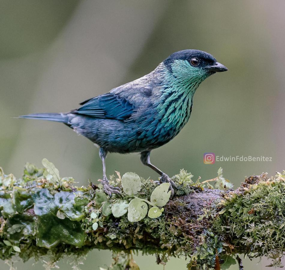 Bosque De Niebla Birding & Nature Cali Buitenkant foto