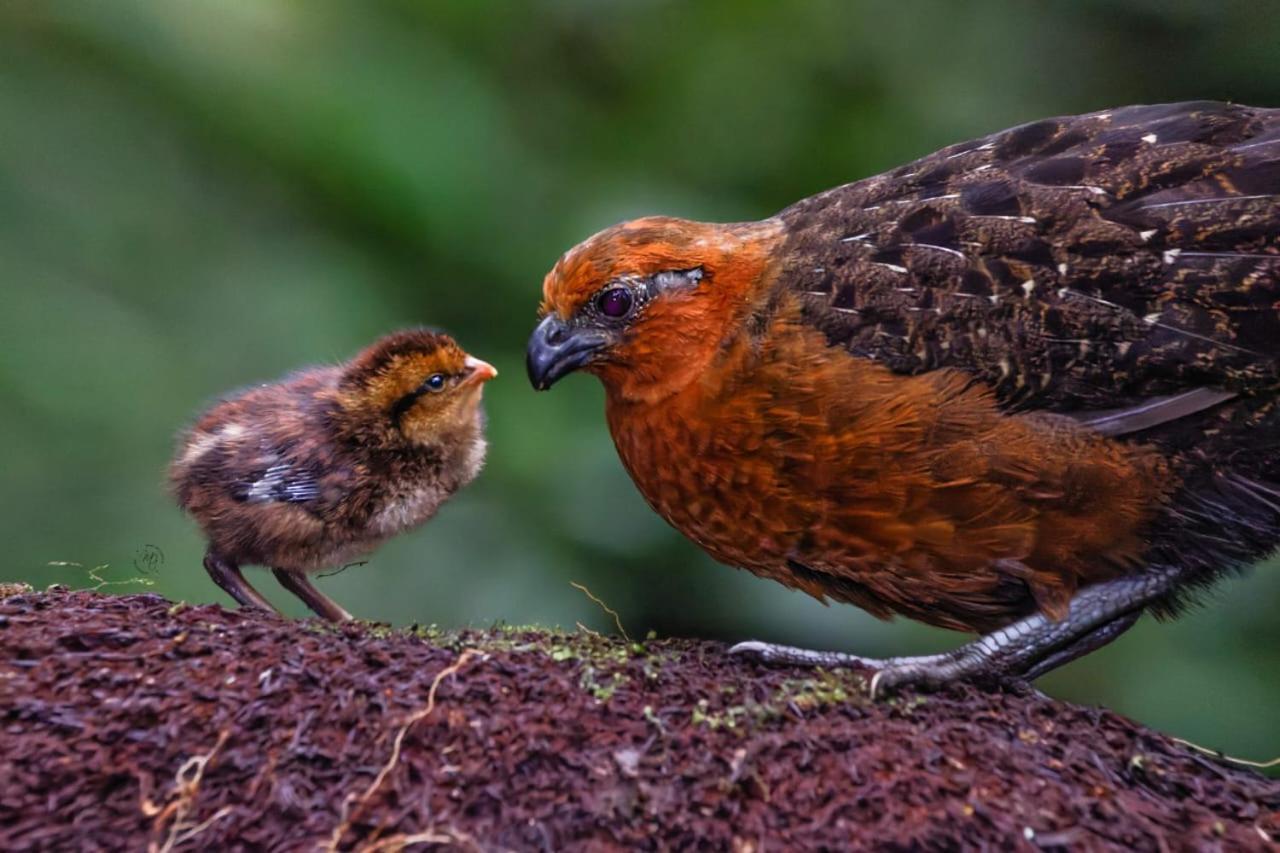 Bosque De Niebla Birding & Nature Cali Buitenkant foto