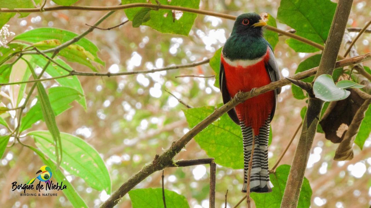 Bosque De Niebla Birding & Nature Cali Buitenkant foto