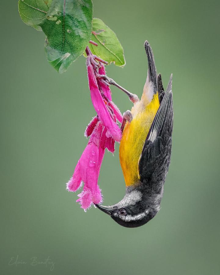 Bosque De Niebla Birding & Nature Cali Buitenkant foto