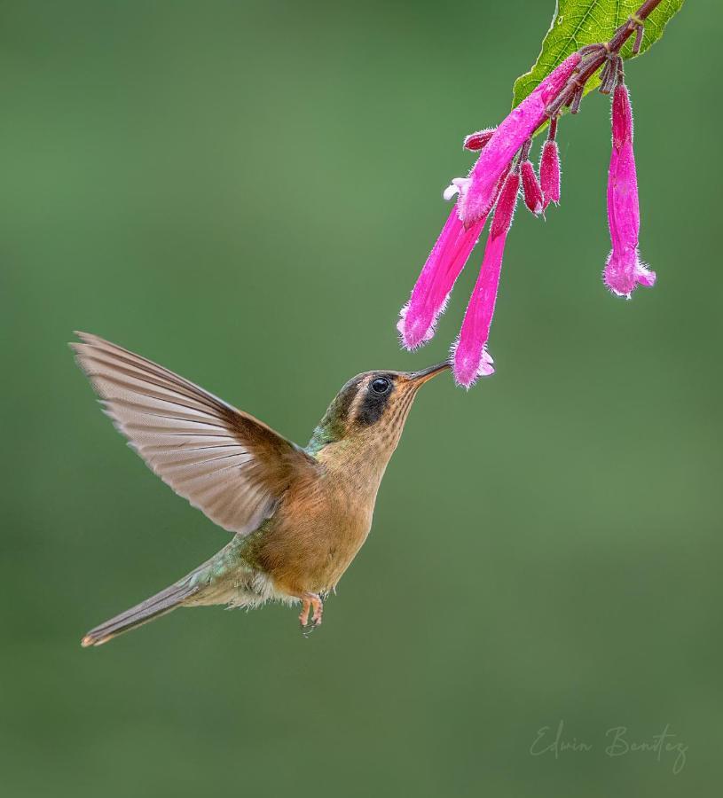 Bosque De Niebla Birding & Nature Cali Buitenkant foto